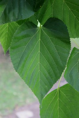 Tilia miqueliana c.f. - lípa Miquelova - list
